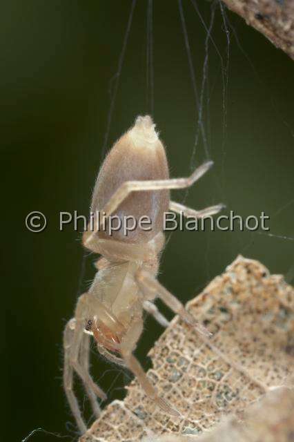 Clubionidae_3853.JPG - France, Araneae, Clubionidae, Araignée, Clubionide (Clubiona sp), Sac-spider